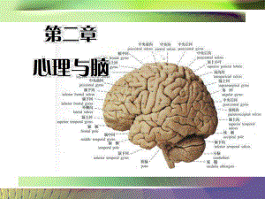 心理与脑-心理学课件.ppt