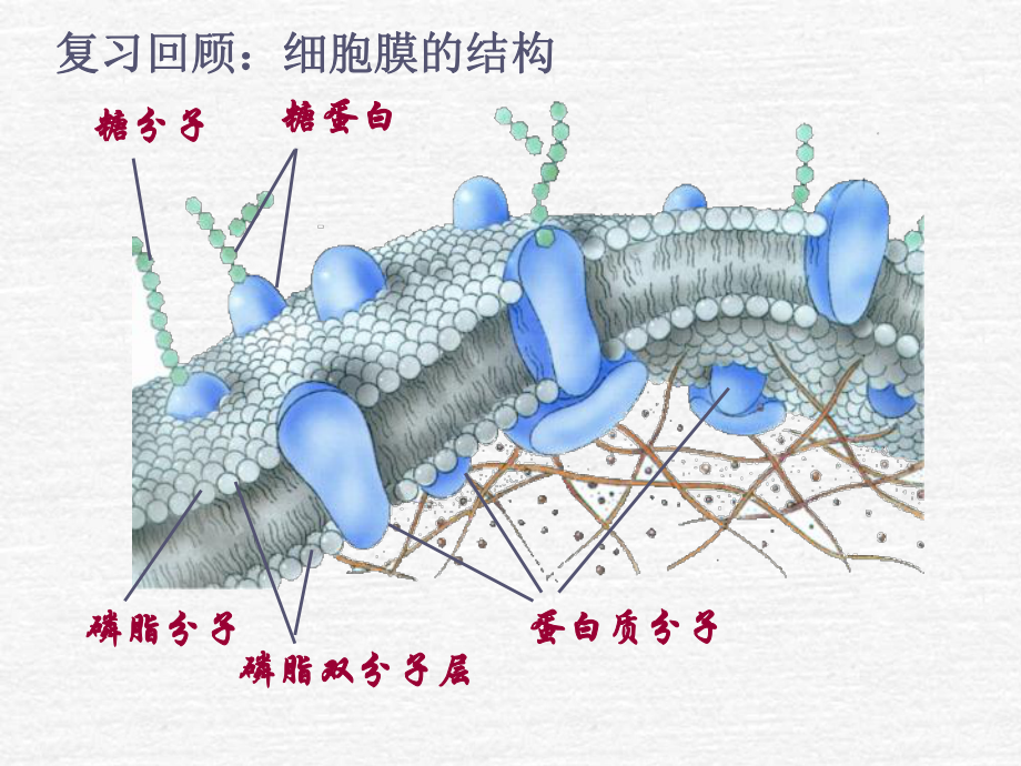 物质跨膜运输的方式50-优秀课件.ppt_第2页