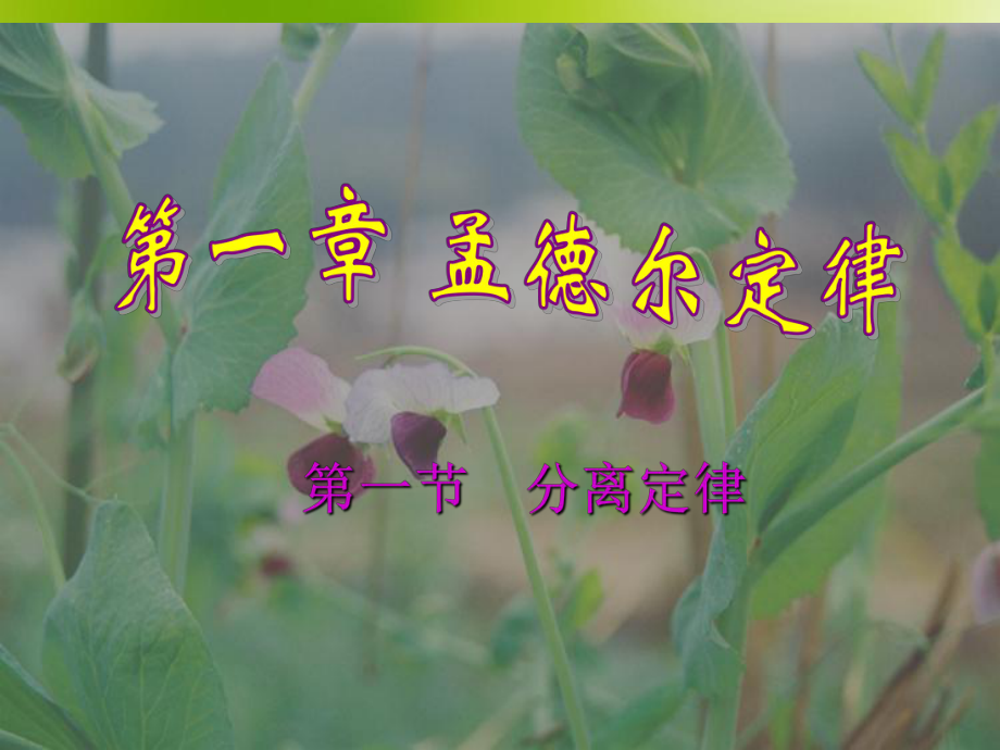 孟德尔分离定律讲解课件.ppt_第1页