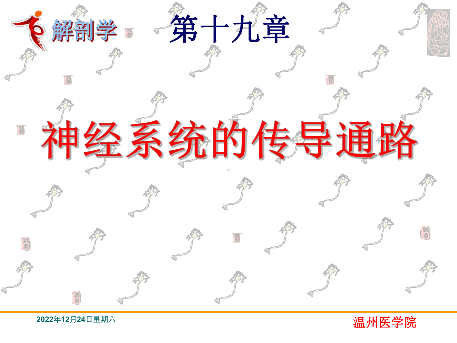 神经系统的传导通路系统解剖学课件.ppt_第1页