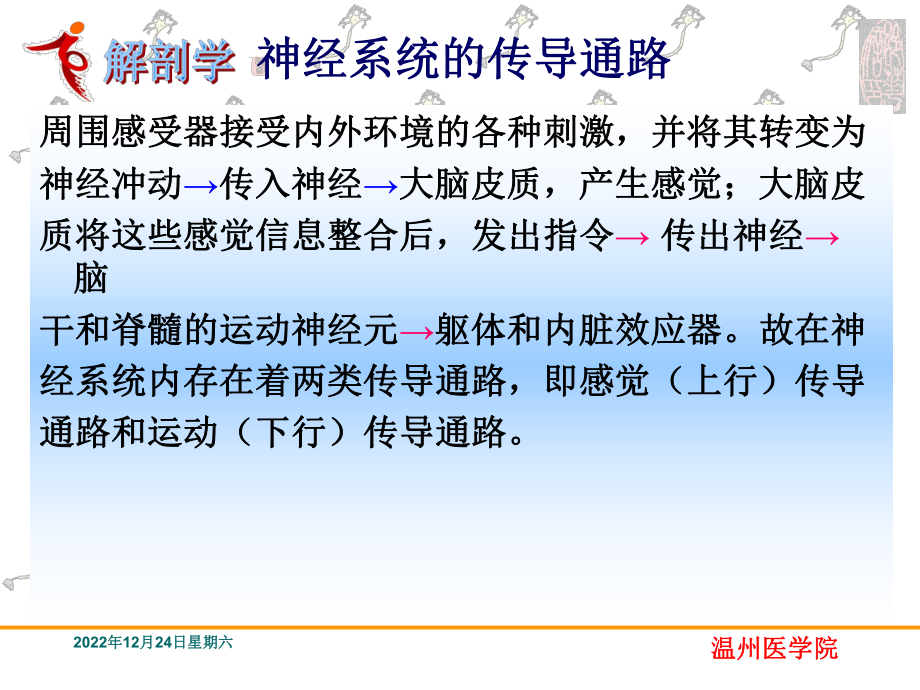 神经系统的传导通路系统解剖学课件.ppt_第2页