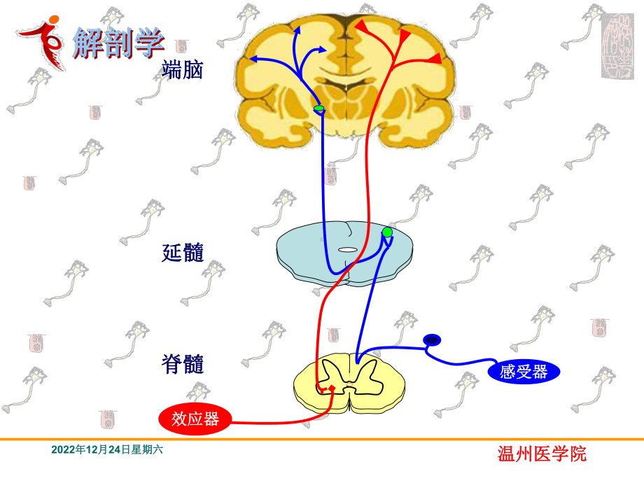 神经系统的传导通路系统解剖学课件.ppt_第3页