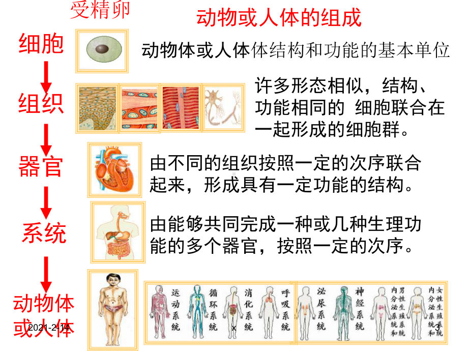 植物体的结构层次课件(新人教版).ppt_第3页