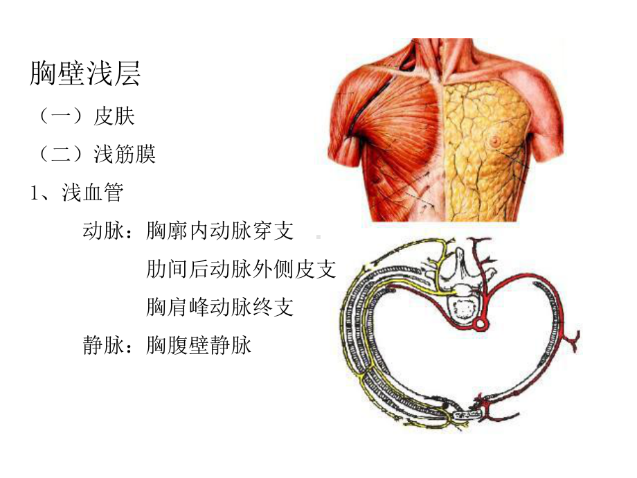 最新-胸壁浅层-腋窝-00002-课件.ppt_第3页