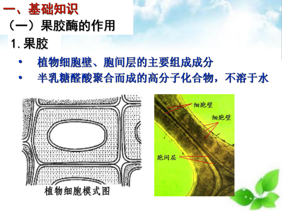 果胶酶在果汁生产中的应用课件(自制)2.ppt_第2页