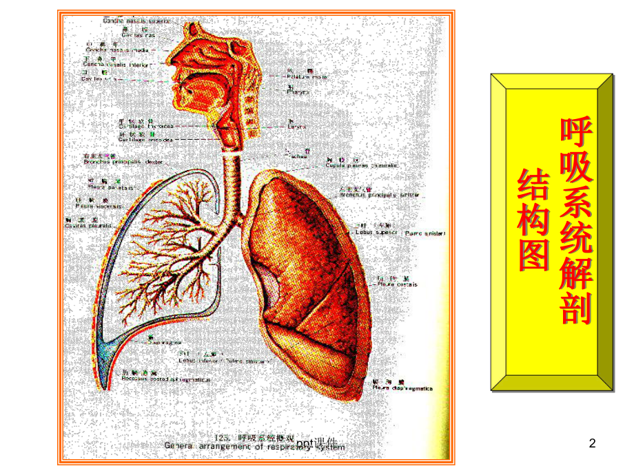 呼吸系统病理-课件.ppt_第2页