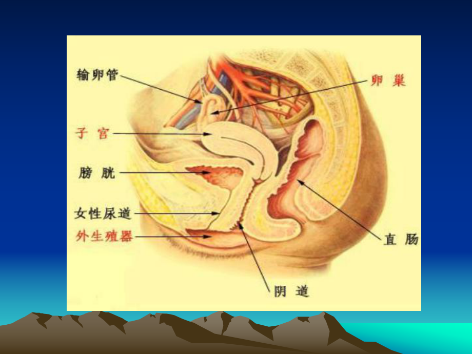 盆部超声检查技术及正常表现3课件.pptx_第3页