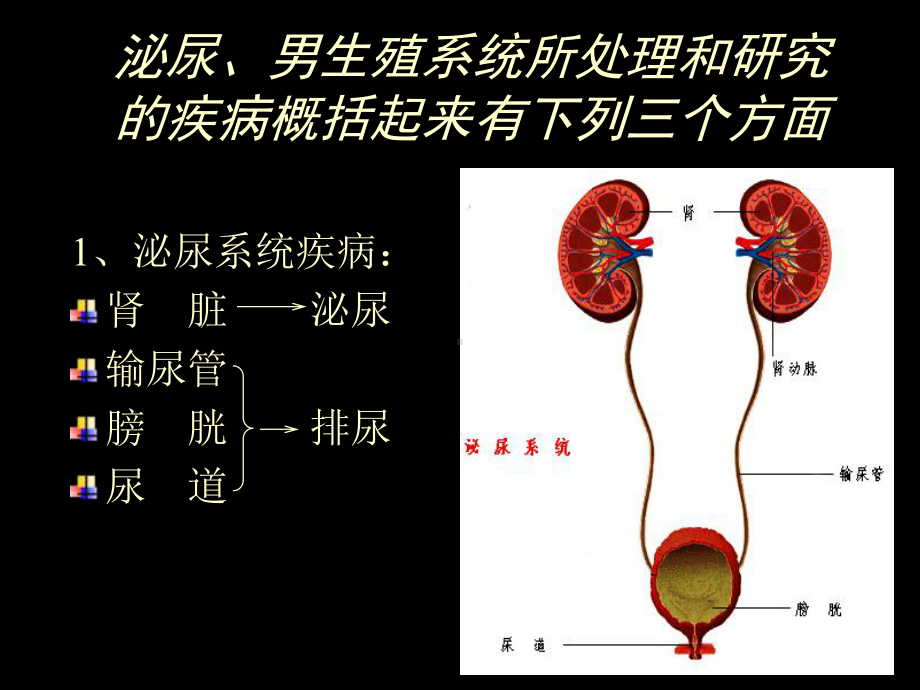 泌尿、男生殖系统外科检查和诊断-课件.ppt_第3页