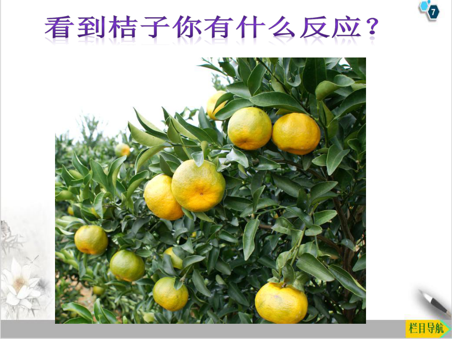 浙教版八级上册植物生命活动的调节课件.ppt_第2页