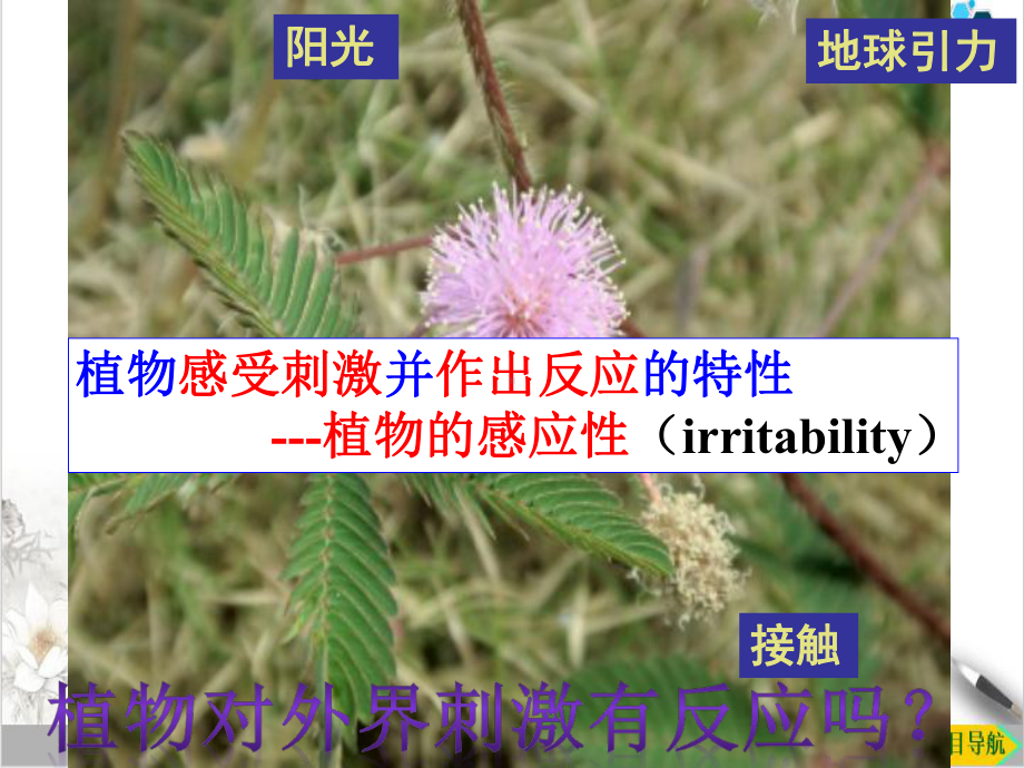 浙教版八级上册植物生命活动的调节课件.ppt_第3页