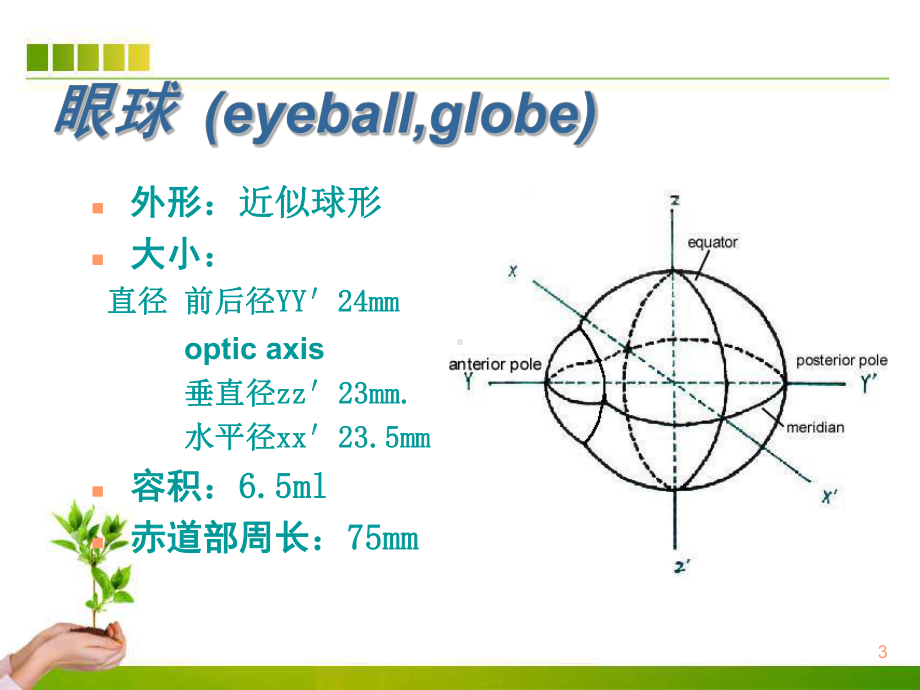 眼的解剖与常见眼科疾病课件.ppt_第3页