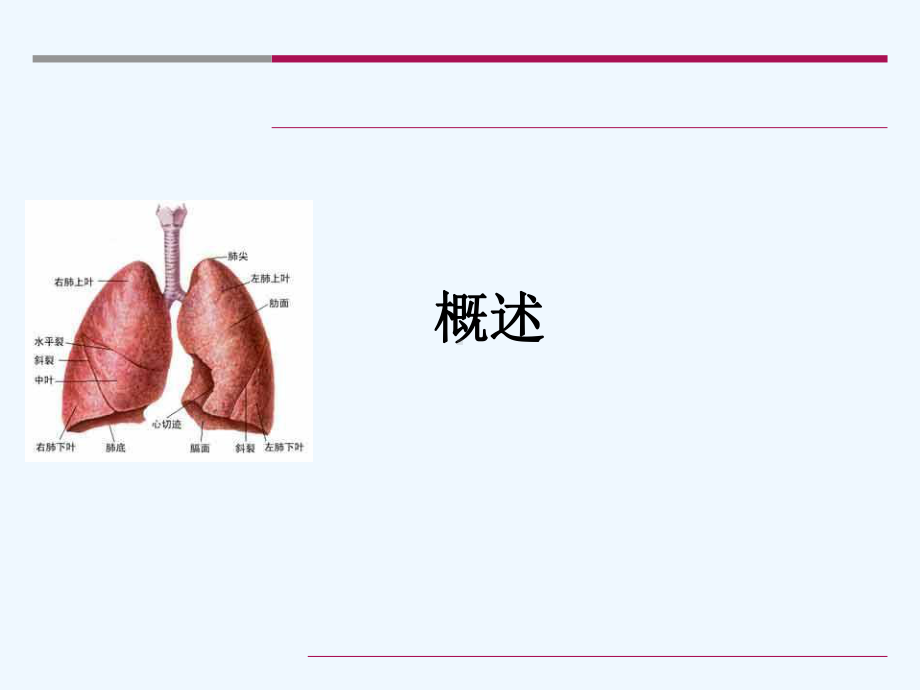 晚期NSCLC中西医结合治疗策略课件.ppt_第2页