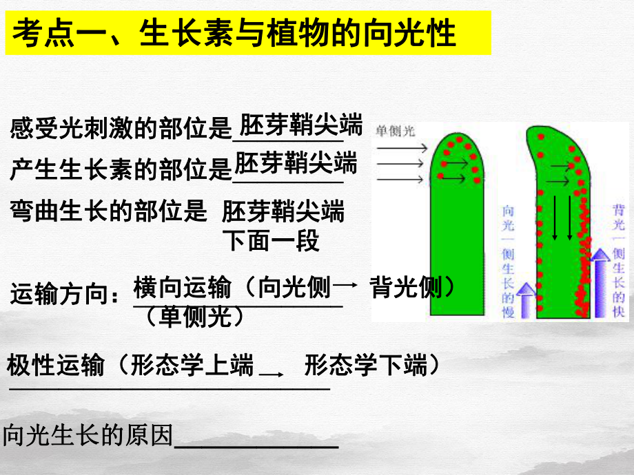 植物生命活动的调节[2]课件.ppt_第3页