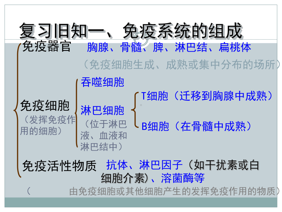 吞噬细胞课件.ppt_第2页