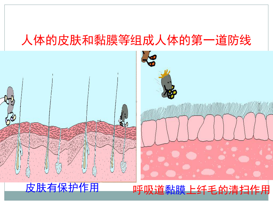 吞噬细胞课件.ppt_第3页