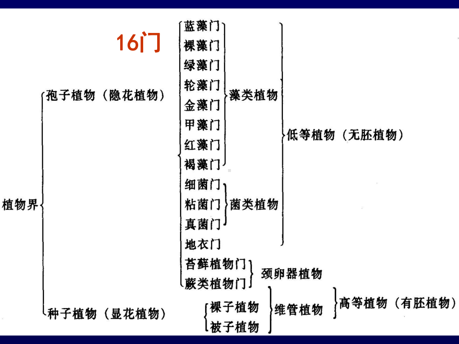 植物解剖学基础[精]课件.ppt_第3页