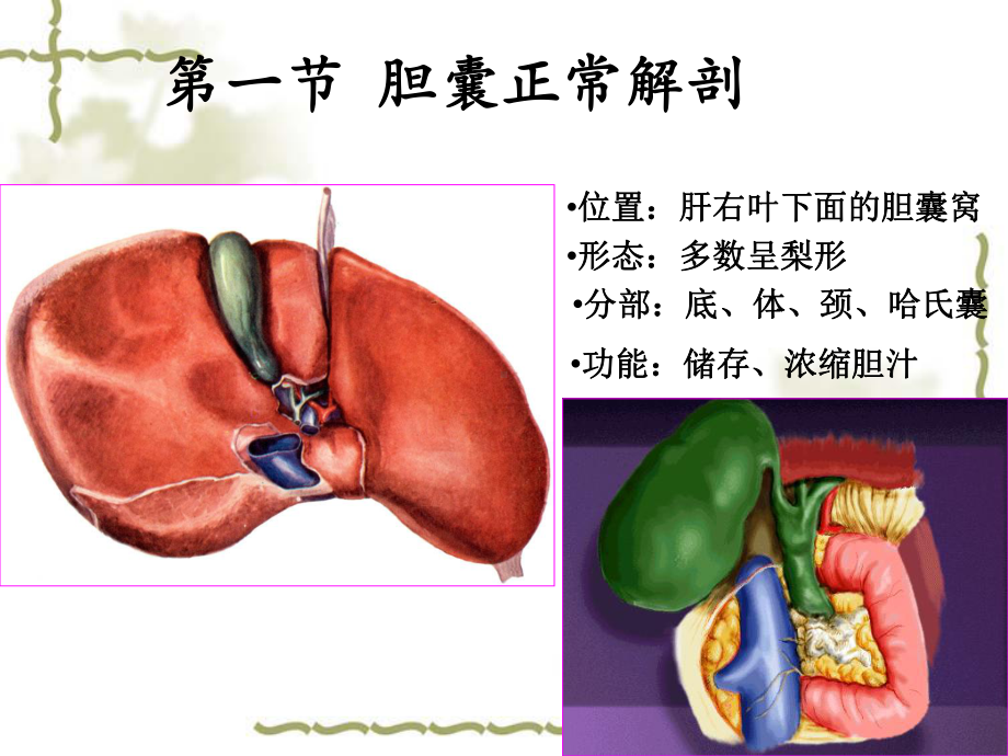 最新胆囊超声诊断教学课件.ppt_第2页