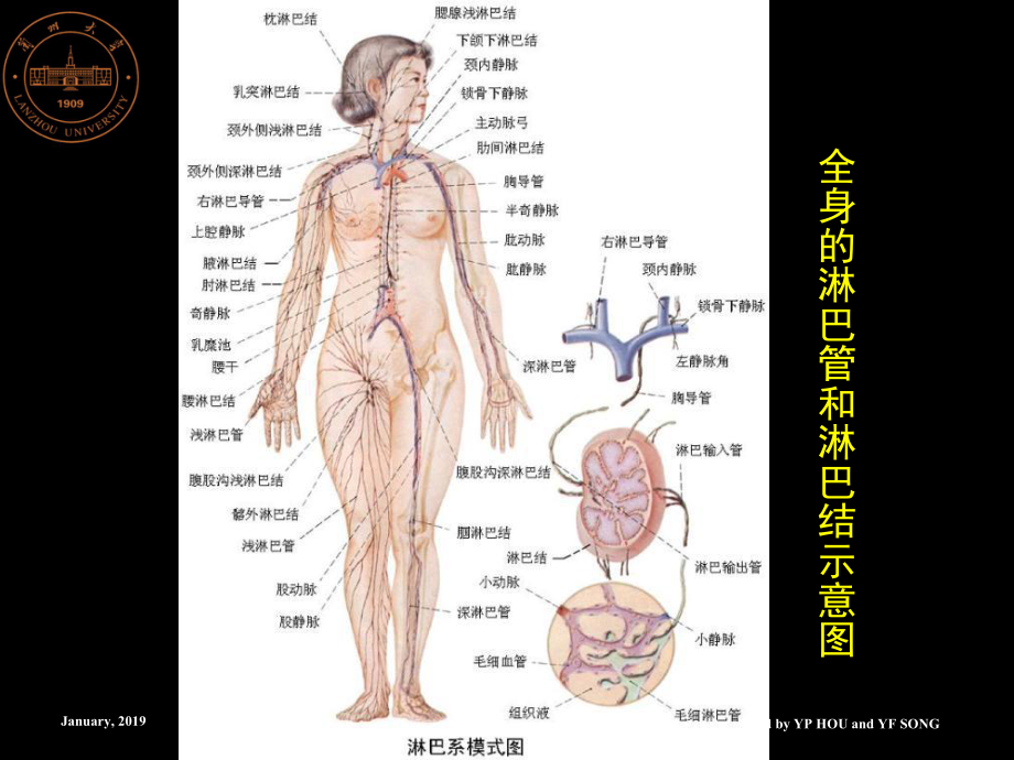 淋巴系统0-课件.ppt_第2页