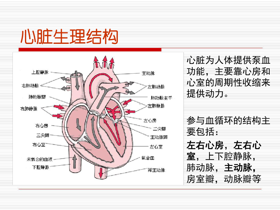 心电以及监护仪生理参数测量讲解课件.ppt_第3页