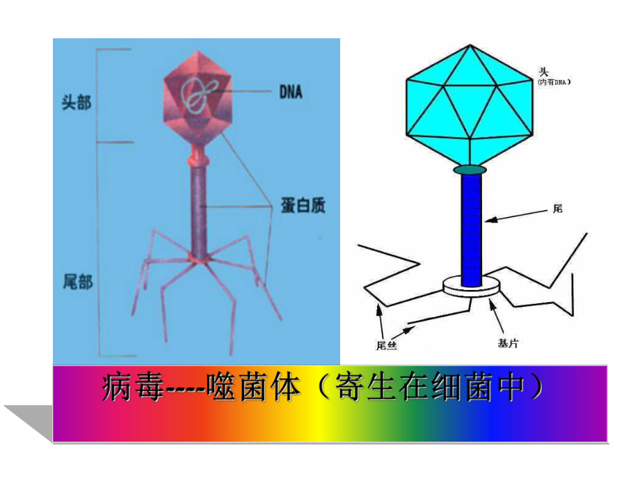 微生物基础知识全面版课件.ppt_第2页