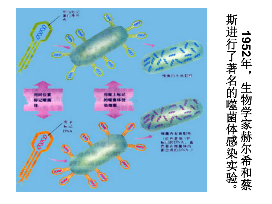 微生物基础知识全面版课件.ppt_第3页