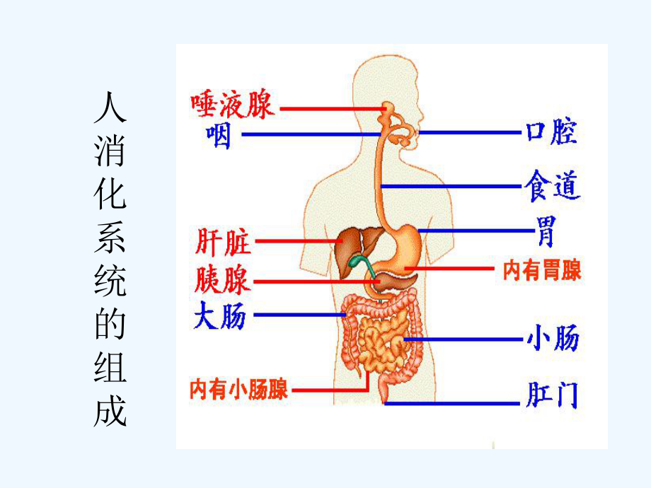 明确消化吸收概念课件.ppt_第3页