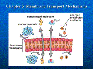 物质的跨膜运输-课件.ppt