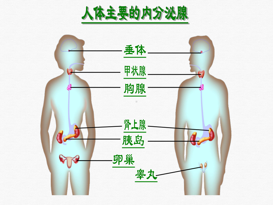 激素和神经复习课件.pptx_第2页