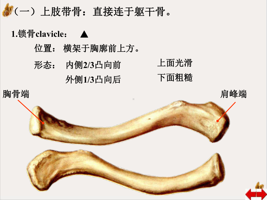 某大学四肢骨及连结教学课件.ppt_第3页