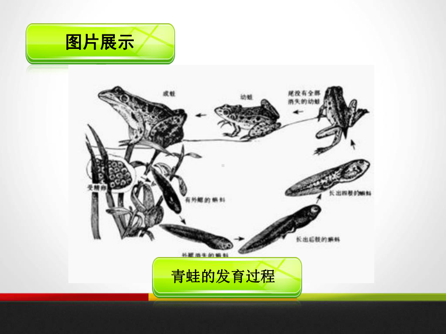 甲状腺激素对蝌蚪生长的影响课件.ppt_第1页