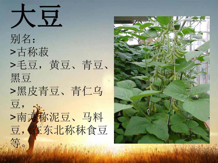 大豆介绍-课件.ppt_第3页