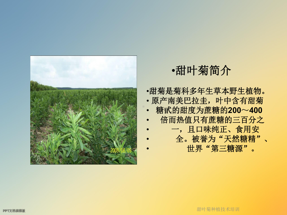 甜叶菊种植技术培训课件.ppt_第2页