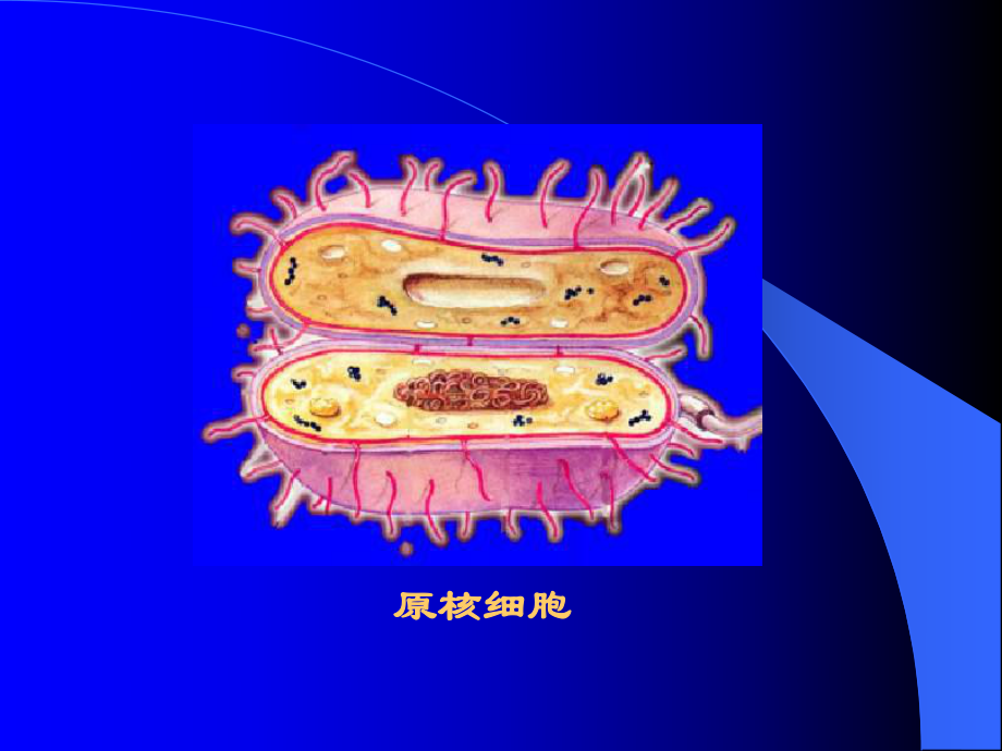 原核微生物的形态和构造课件.ppt_第2页