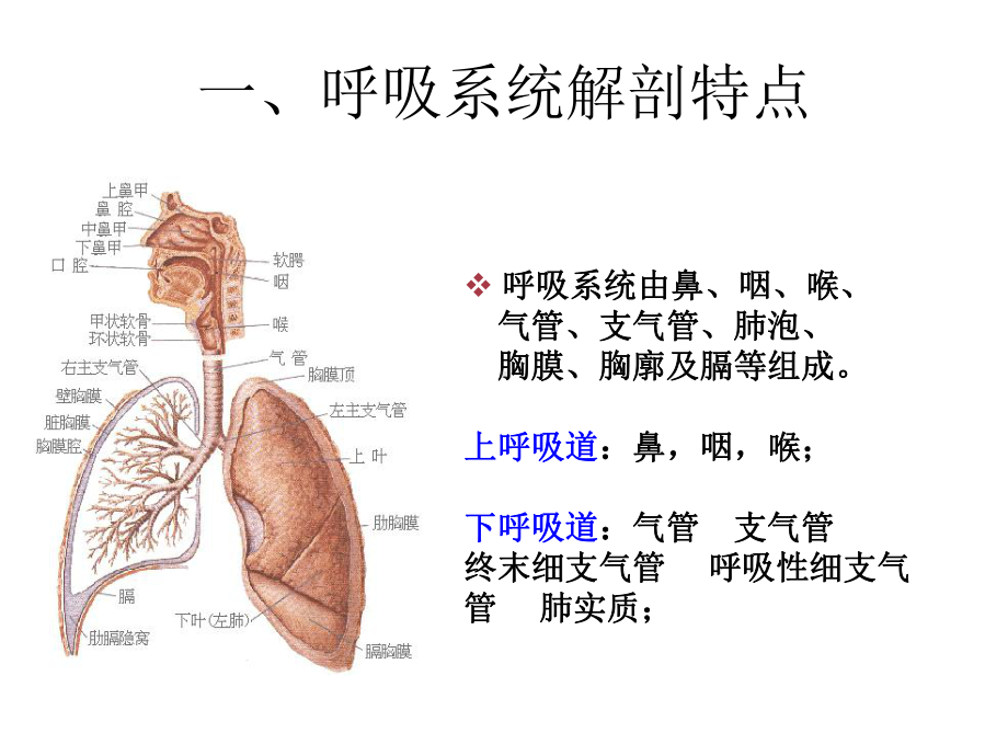 呼吸系统疾病病人的护理2节课件.ppt_第2页