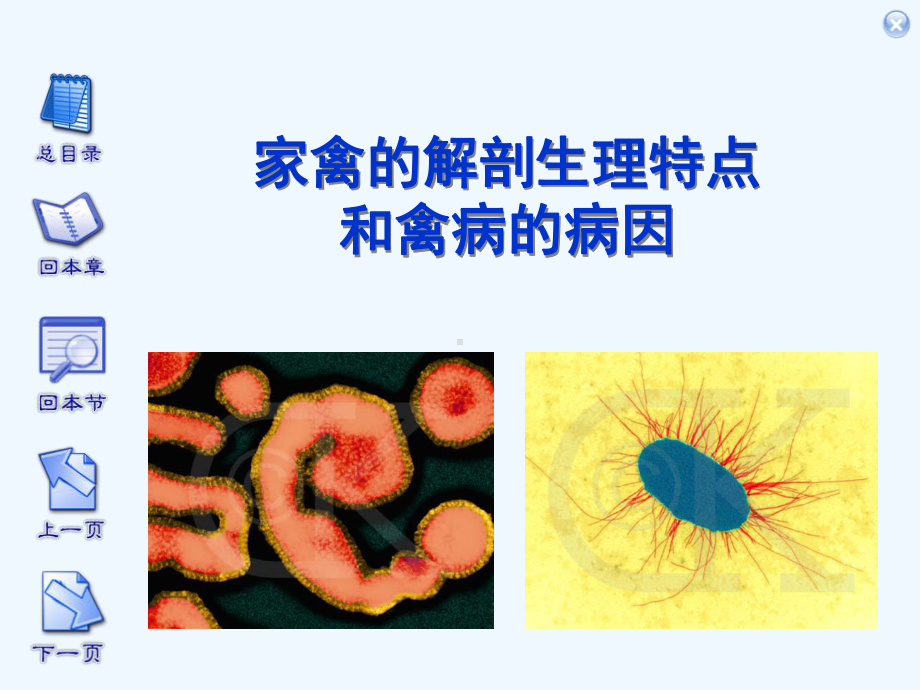 家禽的解剖生理特点和禽病的病因课件.ppt_第1页