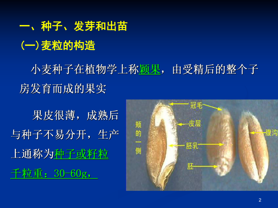 小麦的器官建成：萌发、叶、根、茎、分蘖课件.ppt_第2页