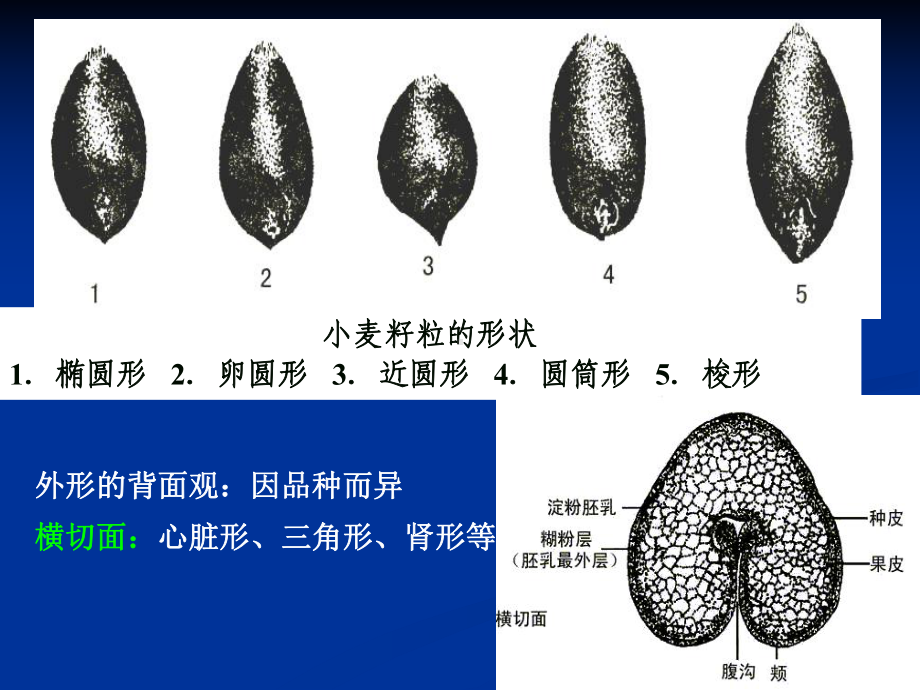 小麦的器官建成：萌发、叶、根、茎、分蘖课件.ppt_第3页