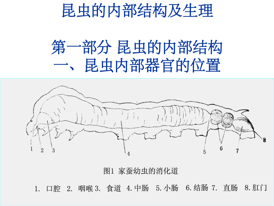 昆虫的内部结构及生理课件.ppt_第1页