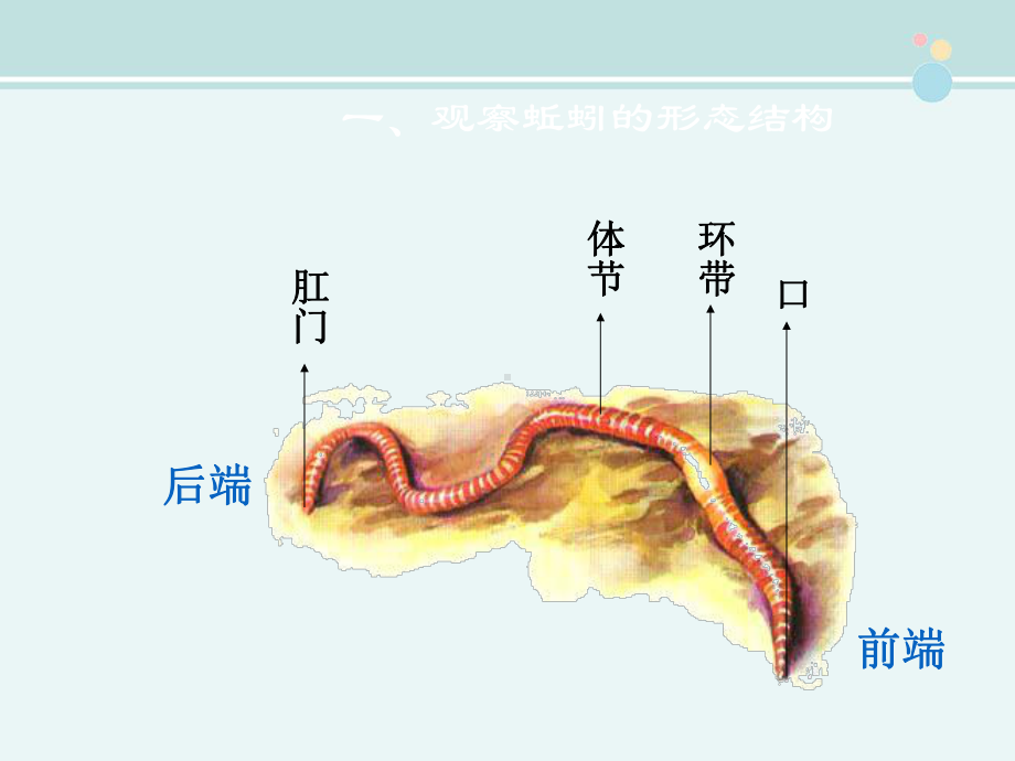 土壤里的小动物蚯蚓-完整版课件.ppt_第2页