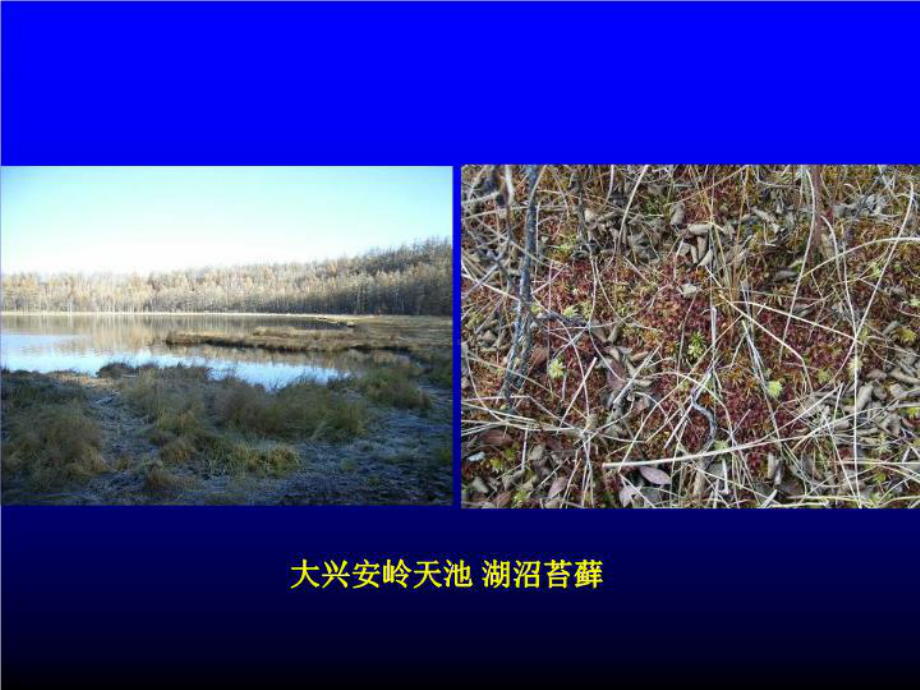 最新11苔藓植物课件.ppt_第3页