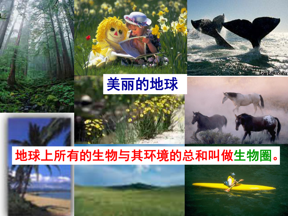 生物与环境的关系课件.pptx_第2页