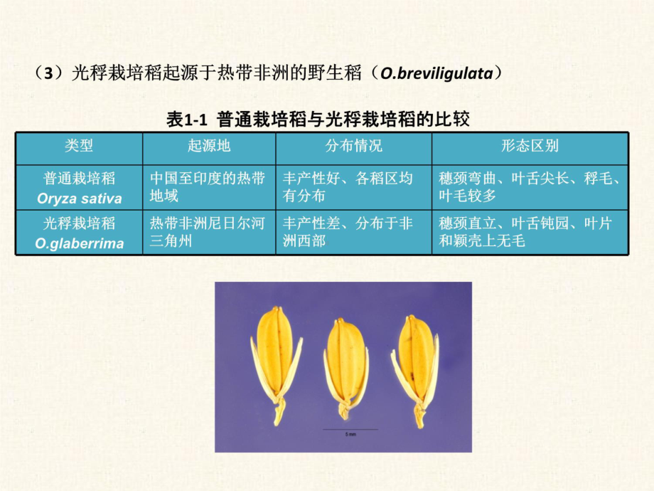 水稻栽培的生物学基础知识讲稿课件.ppt_第3页