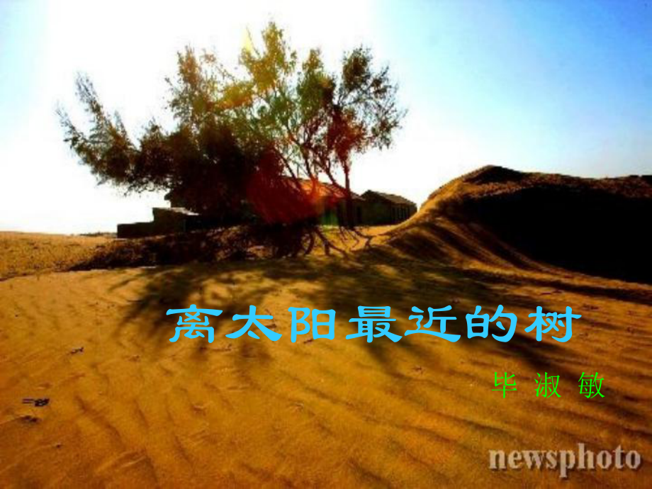 离太阳最近的树-课件.ppt_第1页