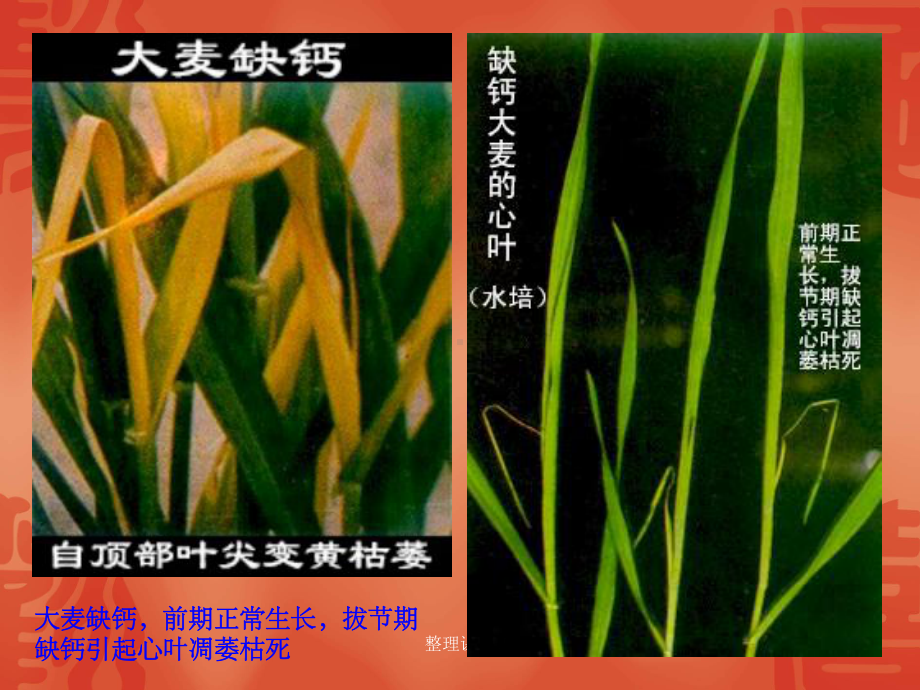 植物缺钙症状课件.ppt_第1页