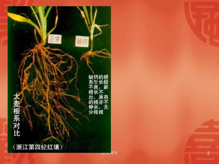 植物缺钙症状课件.ppt_第2页