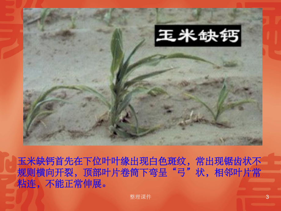 植物缺钙症状课件.ppt_第3页