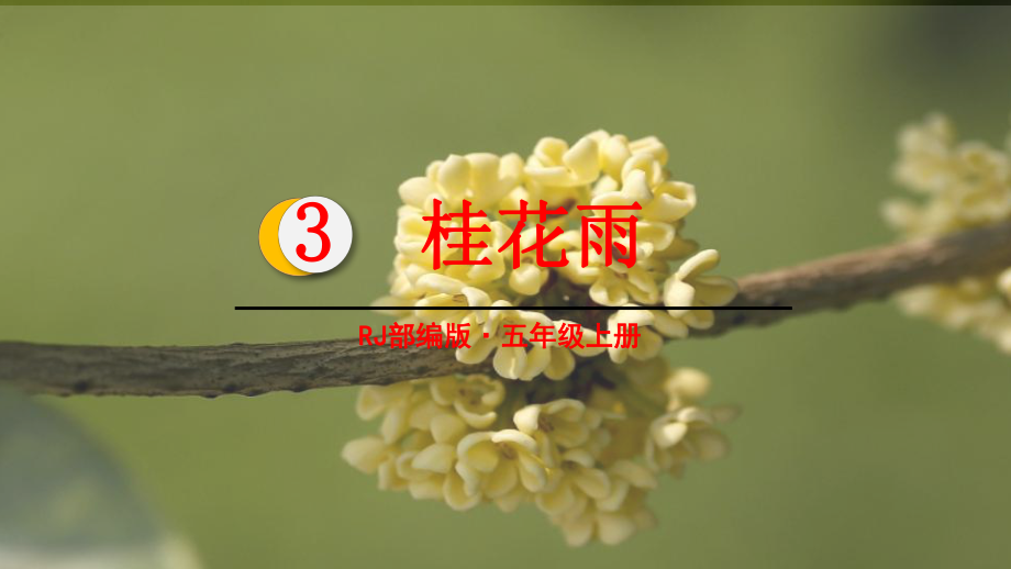 桂花雨教学课件3.pptx_第2页