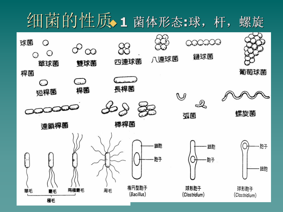 微生物培训资料-课件.ppt_第2页