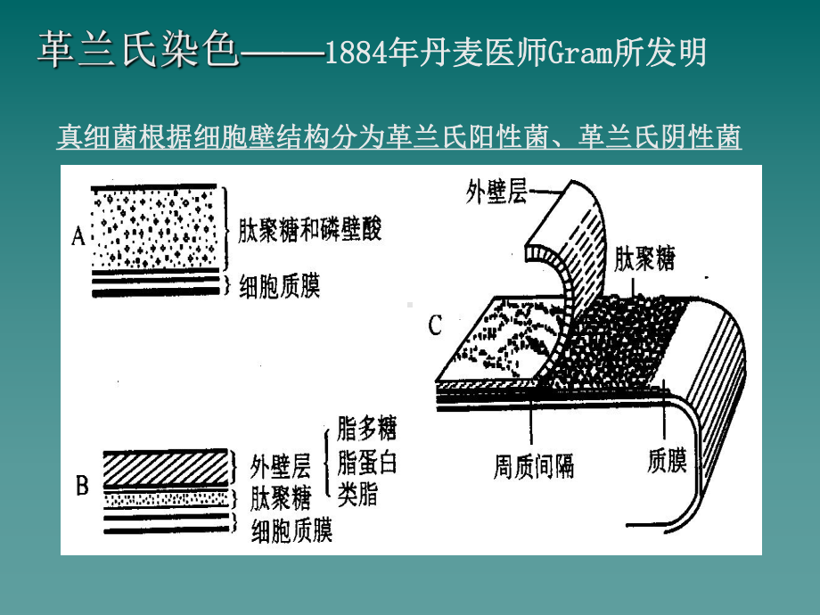 微生物培训资料-课件.ppt_第3页