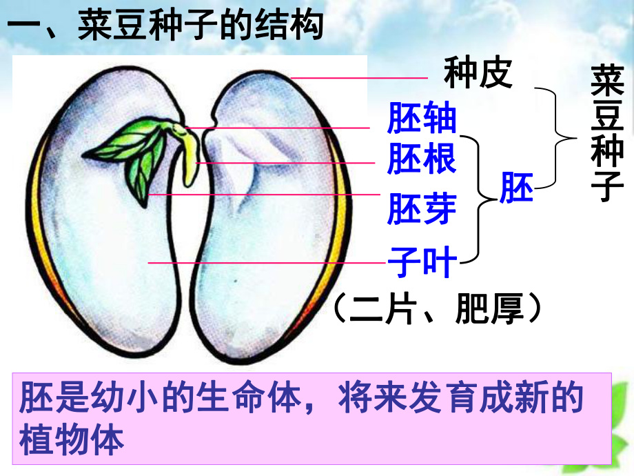 种子植物课件.ppt_第3页